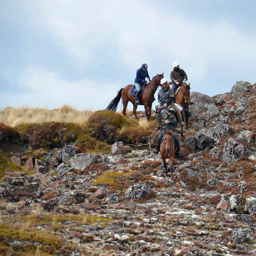 hoof armor_home environment