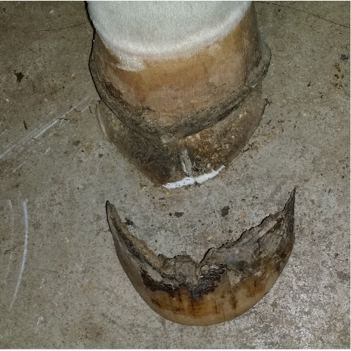 hoof armor_home health